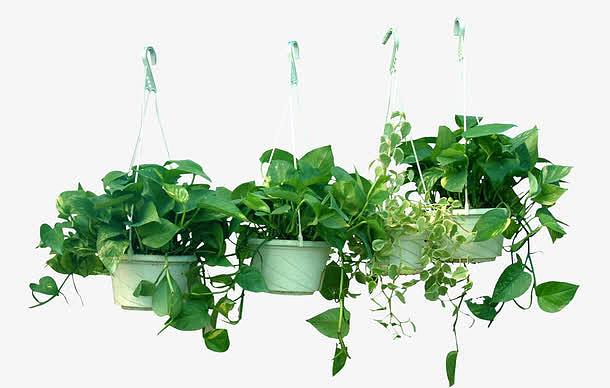 藤本植物吊篮高清素材 吊篮 实物 家庭装饰植物 植物 盆栽 种植 绿叶 绿色 绿萝 花叶绿萝 藤本 藤本植物 藤蔓 免抠png 设计图片 免费下载