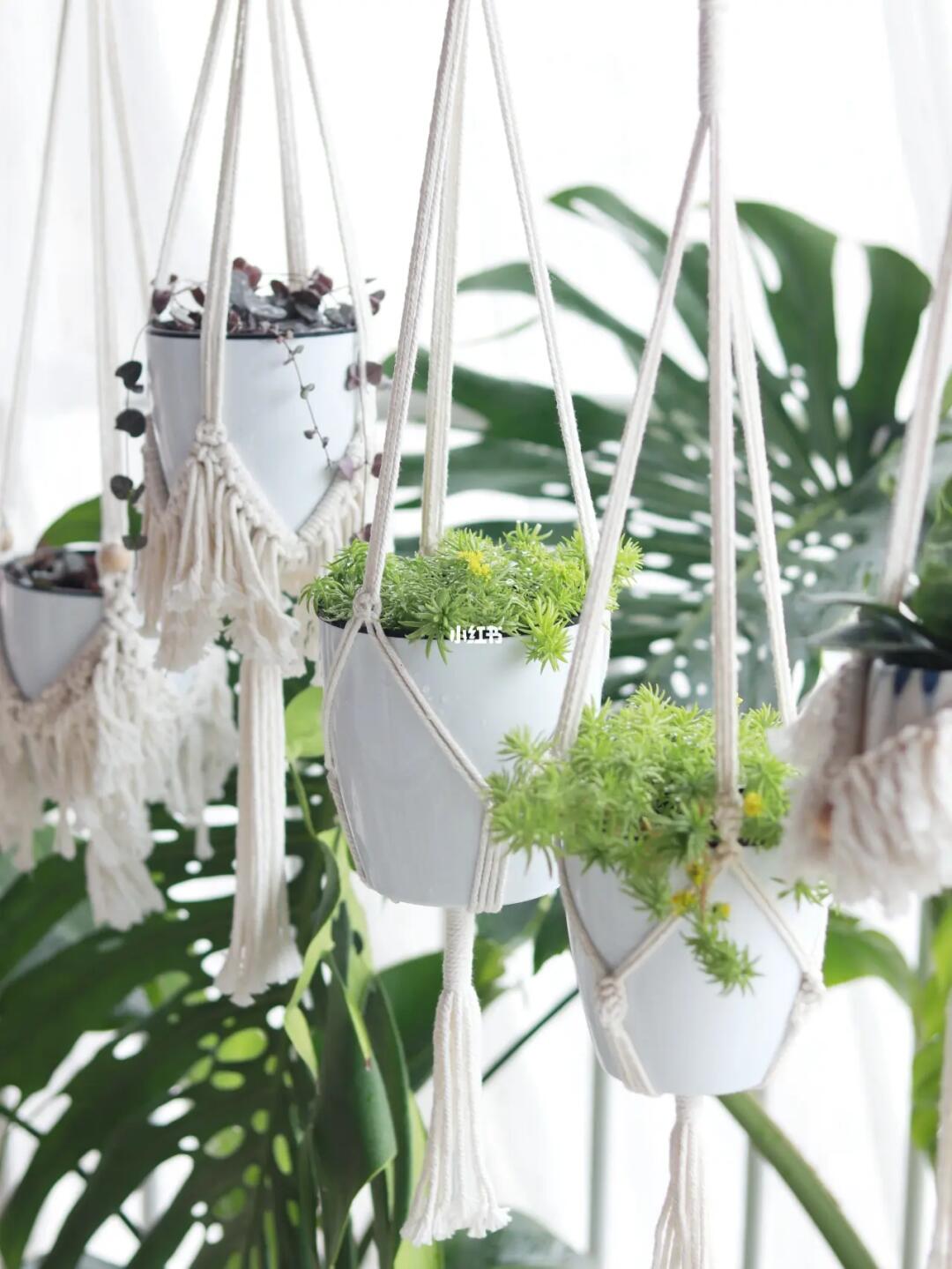 植物吊篮DIY 打造空中绿意花园